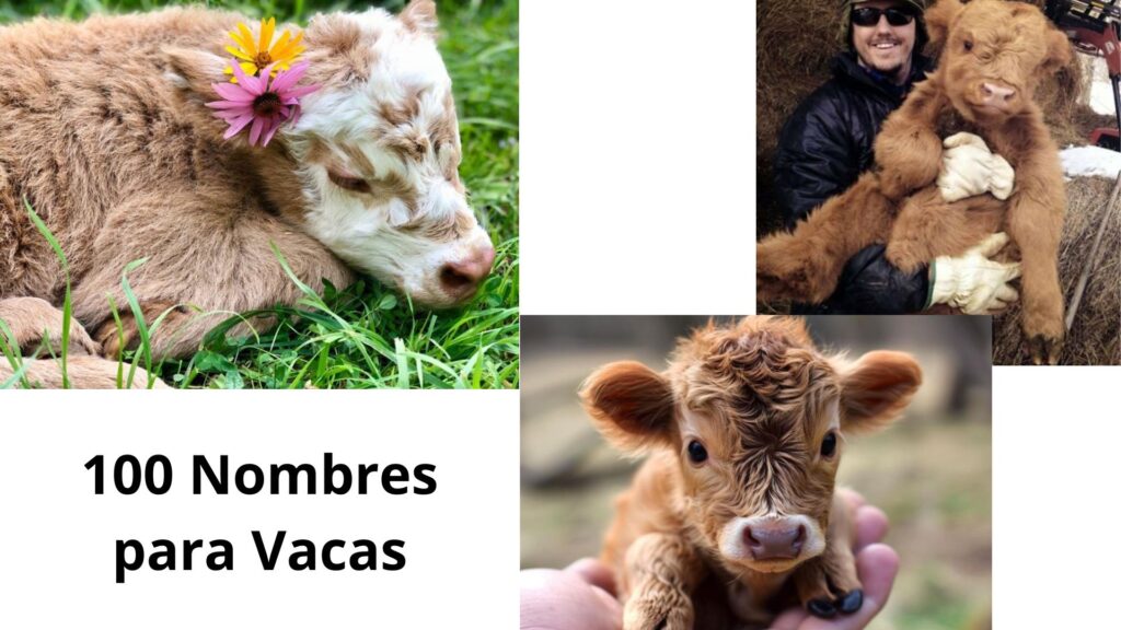 Nombres para Vacas