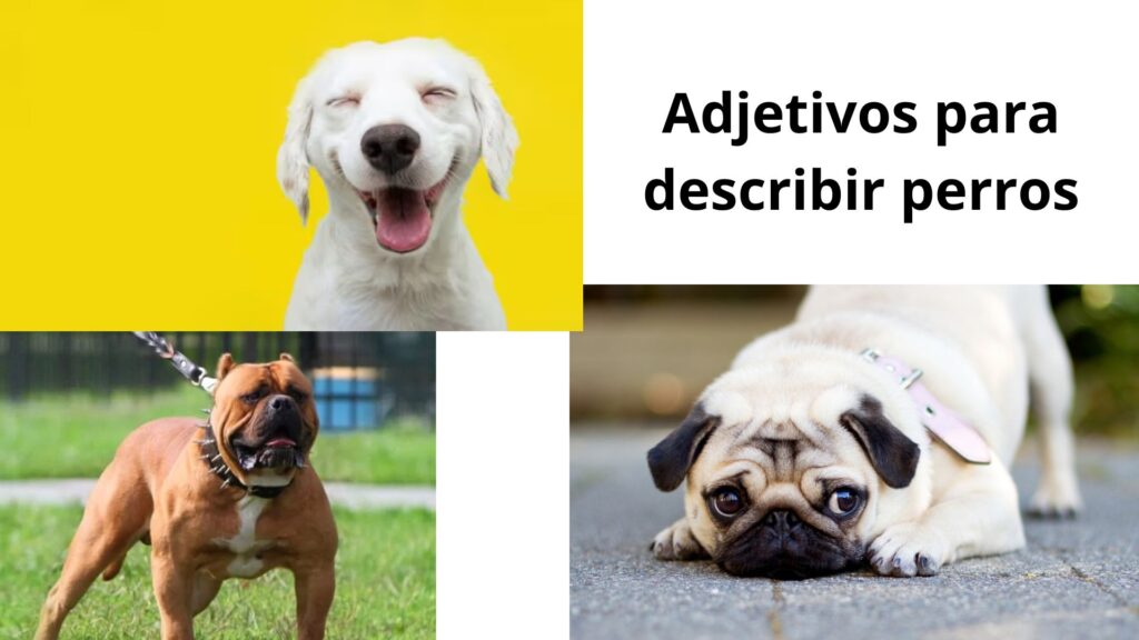 Adjetivos para describir perros